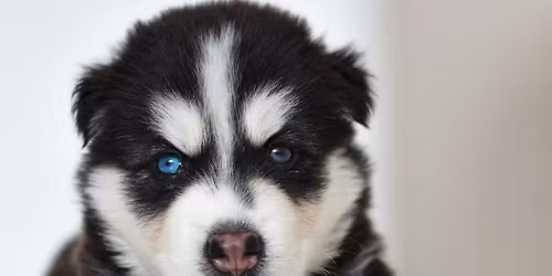 Husky Leicester