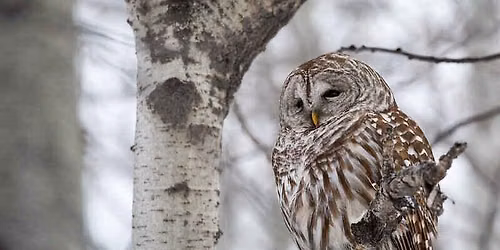 Science Stroll: Owl Prowl at Wingfield Pines
