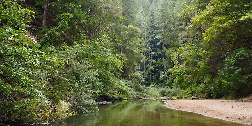 Henry Cowell state park trip