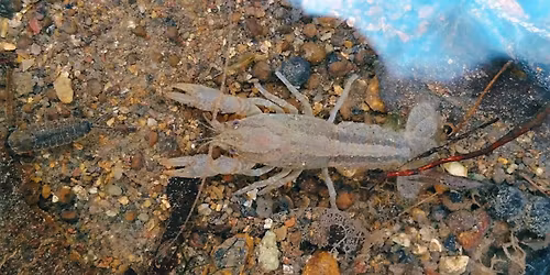 River Exploration @ Southridge Trailhead