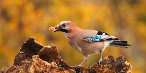Luisteren naar de lente: zangvogels in de Oosthoekduinen
