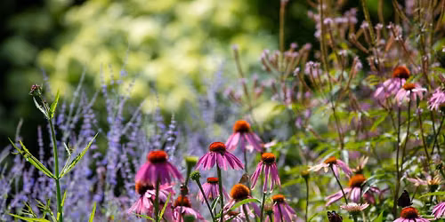 Seasonal Spotlight Tour: Summer Perennials