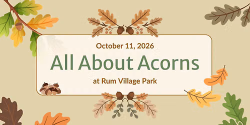 All About Acorns