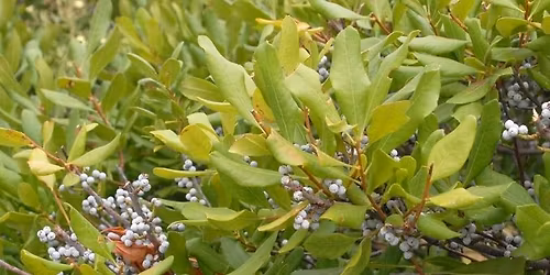 Native Plants for Residential Landscapes