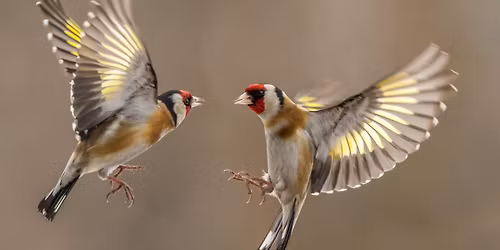 Klassisk AW: Vivaldi, Bach och Mozart