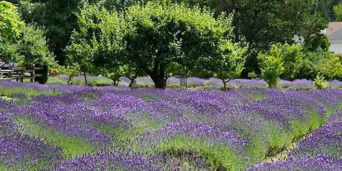 FREE Talk: For the Love of Lavender