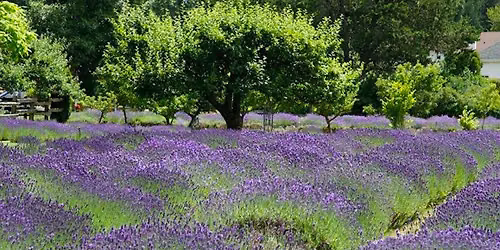 FREE Talk: For the Love of Lavender