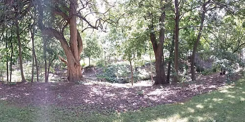 Honeysuckle removal from Reed Road Park