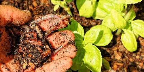 Little Hands Nature Club: Wiggly Worms