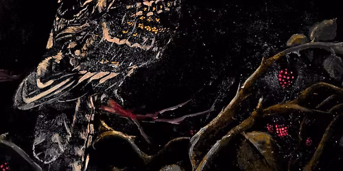 Nightjar - poetry open mic