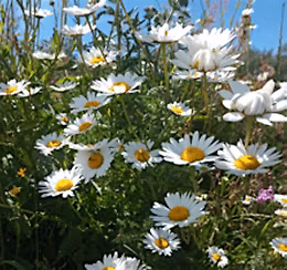 Spring Wildflowers Guided Walk