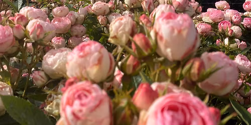 Amore Roses Open Day