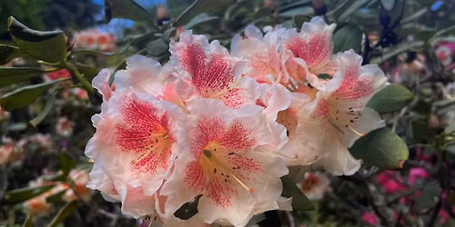 Pressed Flower Keepsakes (in-person) 