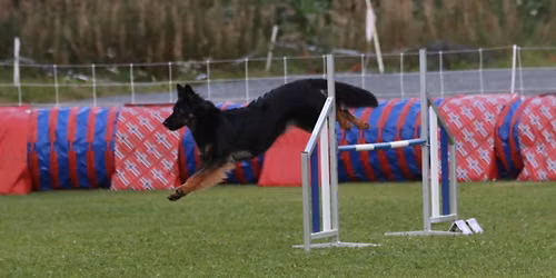 Agility kurs med Nina Hansen