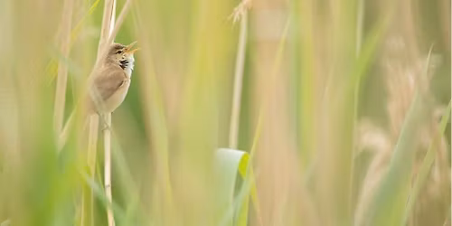 Wake Up with the Dawn Chorus!