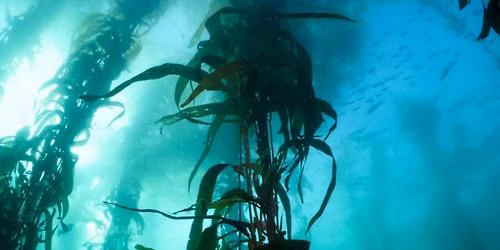 Monterey Kelp Forrest