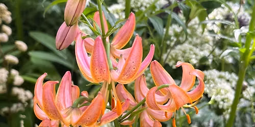 Potted Martagon Lily Exhibit