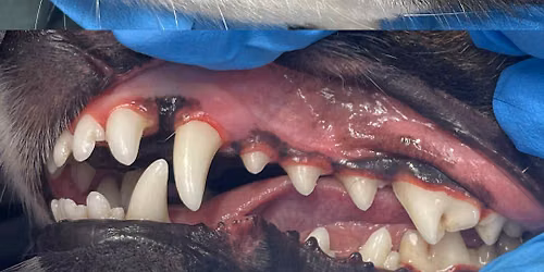 Anesthetic-free Teeth Cleaning -  Chilliwack Canine to Feline