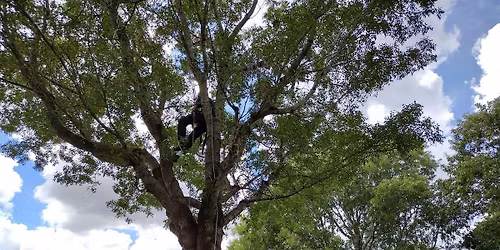 ADVANCED Tree Trimmer Certification - ENGLISH