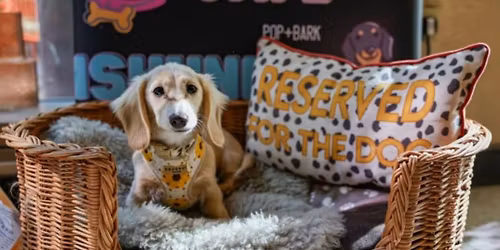 DACHSHUND CAFE - KENT