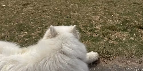 \ud83c\udf84\ud83d\udc3e End of Year Coastal Walk & Xmas Celebration! \ud83d\udc3e\ud83c\udf84