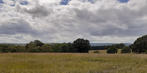 Meadows, Butterflies & Bees