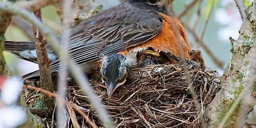 Breeding Birds of the NC Arboretum