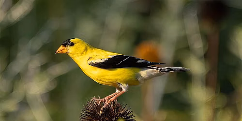 Golden Opportunity - Attracting Goldfinches