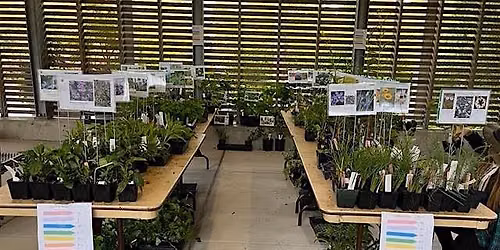 Fall Native Plant Sale