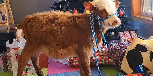 Cookies and Milk with a Cow \ud83d\udc2e\ud83c\udf6a