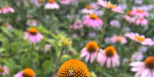 5th Annual Pollinator Party!