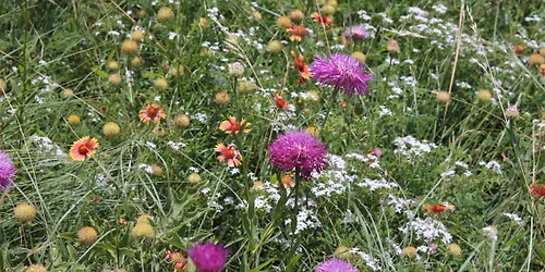 Wild DFW at Native Plants and Prairies Day
