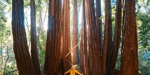 Santa Cruz Redwoods Hike & Lunch Reservations!