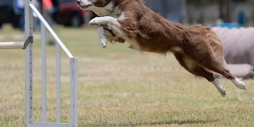 SADAA Boland Excel Agility