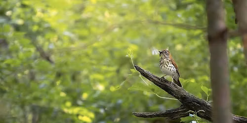 Fall Migration Photography & Bird Walk
