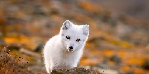 S\u00fdning | Augliti til auglitis vi\u00f0 heimskautarefi \u2013 Face to face with Arctic foxes