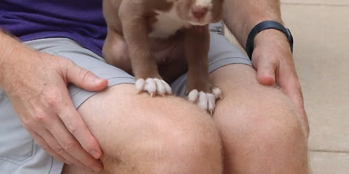 AFH ADOPTION EVENT @ PARKTOBER FEST