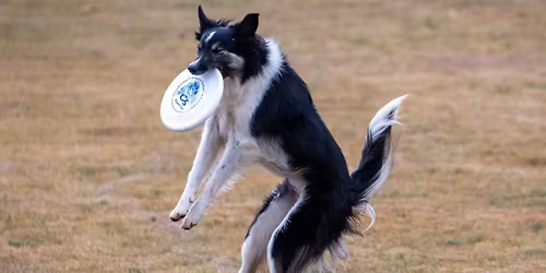 Spring Fling Skyhoundz Weekend March 28th-29th 2026