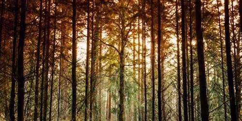 Forest Bathing 