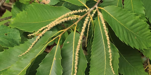 March Friends First Friday: The American Chestnut, in a nutshell