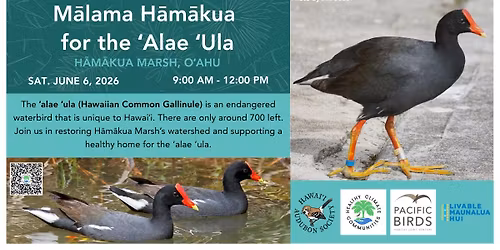 M\u0101lama H\u0101m\u0101kua for the \u02bbAlae \u02bbUla -- Volunteer Day at H\u0101m\u0101kua Marsh
