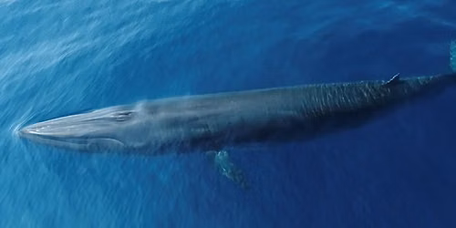 2027 Gulf Coast Whale Festival