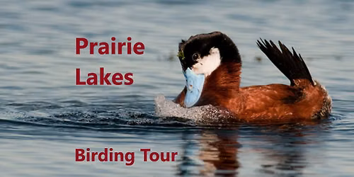Prairie Lakes Public Birding Tour