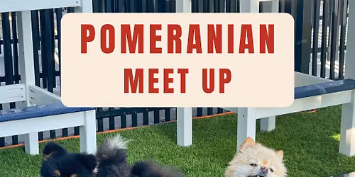 Pomeranian Meet Up at Mutts & Martinis