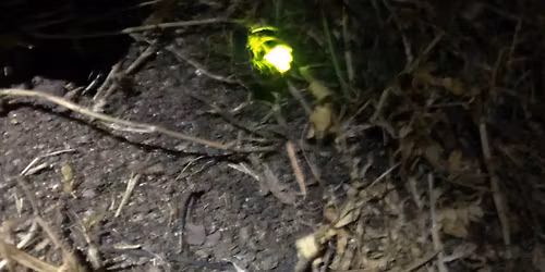 Glow Worm Hunt