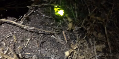 Glow Worm Hunt - FULLY BOOKED