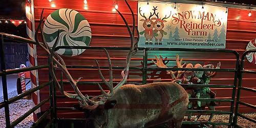 Live Reindeer- sponsor needed