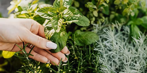 Windowsill Herb Gardening Hands-on Class