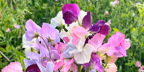 Our September meeting - paper craft - making sweet peas.