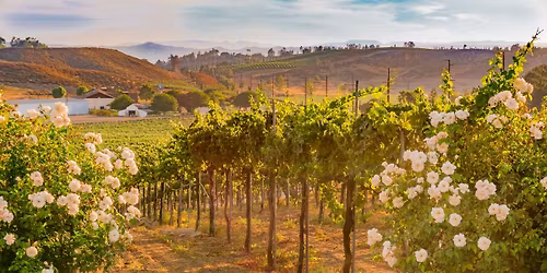 Christmas Wine Tasting 